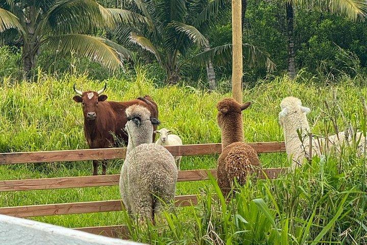 Alpaca Farm Experience sulla strada per Hana