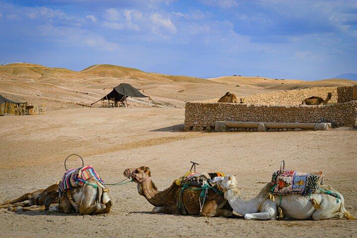Quad, camel and dinner with show in the desert of Agafay