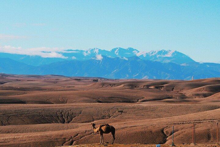 Quad, camel and dinner with show in the desert of Agafay