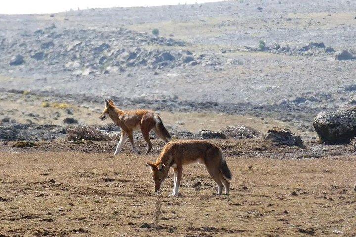 2 night 3 Days Bale Mountains Scenic Driving Tour