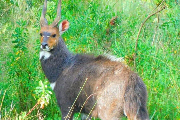 2 night 3 Days Bale Mountains Scenic Driving Tour