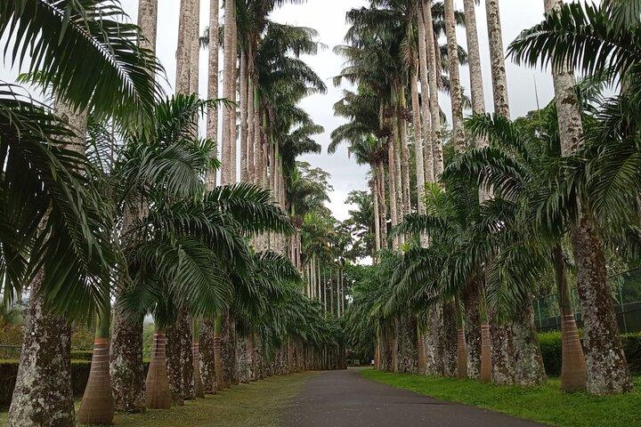 キャンディ発ペラデニヤ庭園、アンブルワワワ、ピンナワラ日帰りツアー