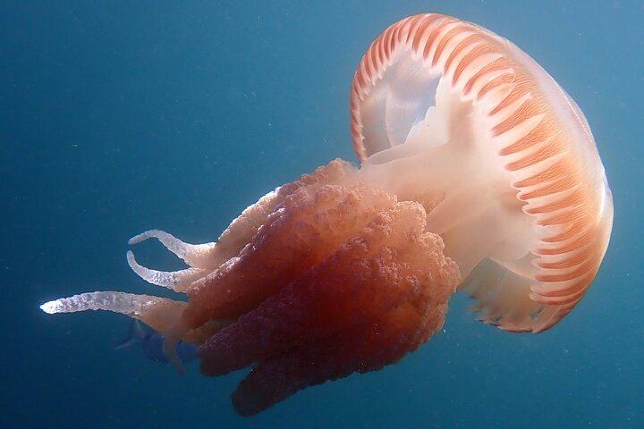 My first scuba experience in the Ocean
