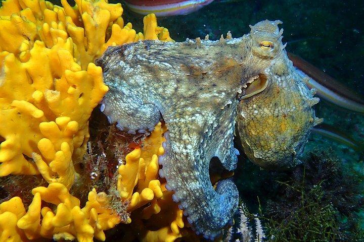 My first scuba experience in the Ocean