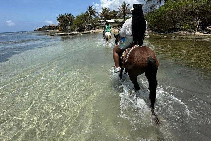 Horseback Ridding City Tour chocolate Rum Sample