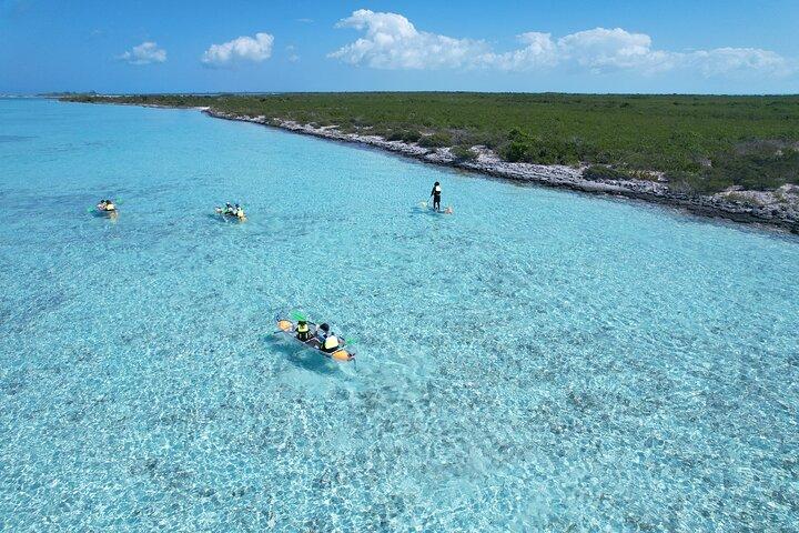 3hr Clear Kayak Tour of Mangroves, Marine Life and Iguanas