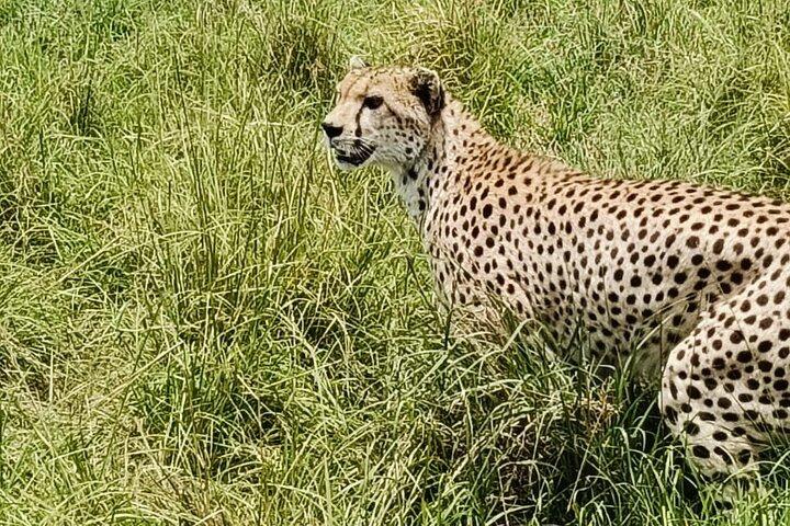 Explorez Nairobi City Tour avec les points forts