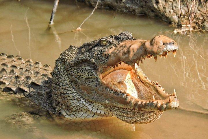 ヤーラ国立公園スペシャル半日＆終日サファリアドベンチャー
