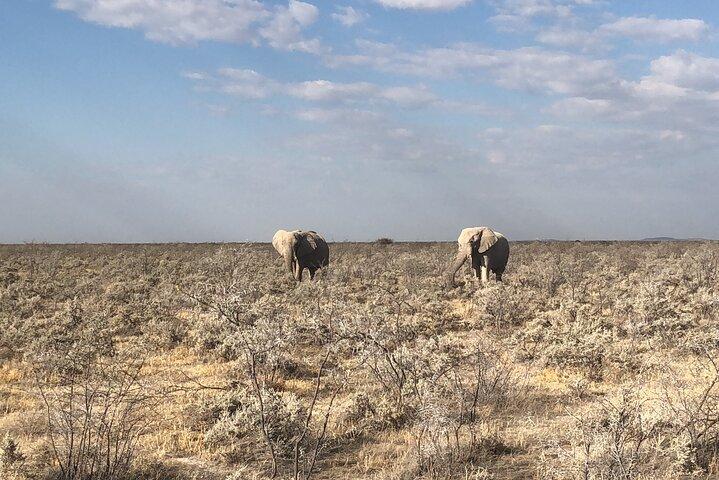 2-dages guide til Etosha Safari