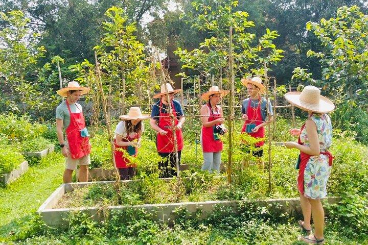 Granja orgánica de cocina tailandesa de Chiang Mai con recorrido por el mercado local