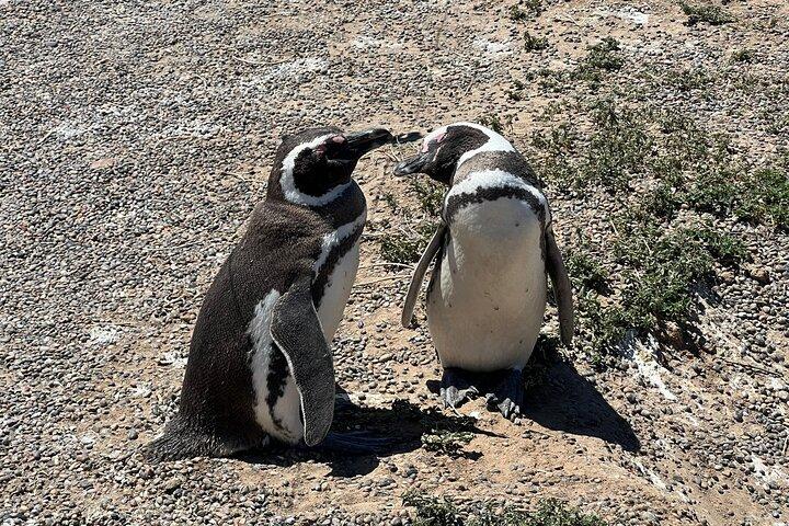 KYSTUR krydstogtspassager - PUNTA TOMBO - Puerto Madryn