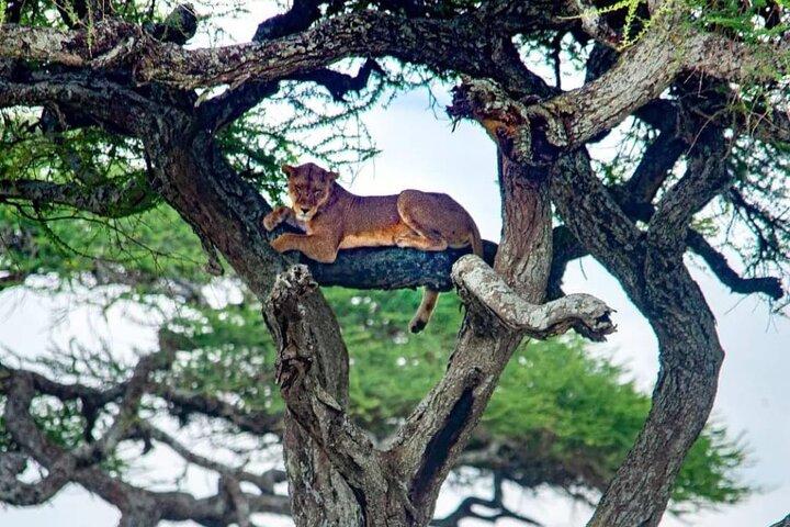 3 Tage Samburu National Reserve Tour