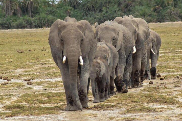 3 Tage Samburu National Reserve Tour