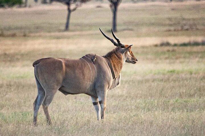 3 Tage Samburu National Reserve Tour