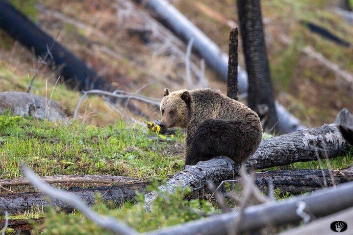Yellowstone Hot Spots Lower Loop Tour vanuit Cody Wy!