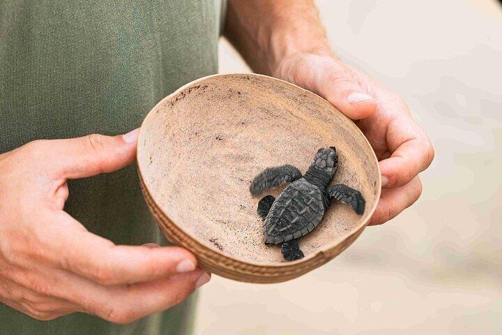 Heldagstur Turtle Release och Bioluminescens