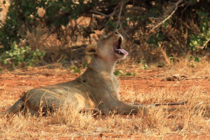 3 Días 2 Noches Safari Tsavo East National Park- desde Nairobi