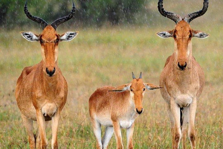 マサイマラケニア2泊3日のサファリ