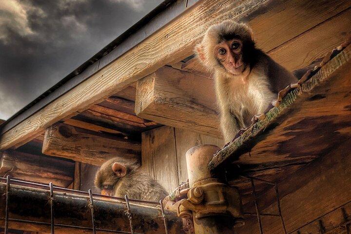 Kyoto Bike Tour: floresta de bambu, macacos e pontos escondidos