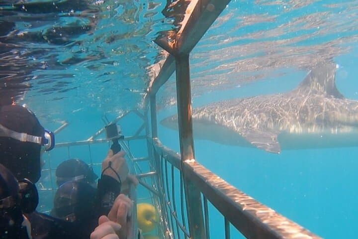 Shark Cage Diving with Return Transport from Cape Town