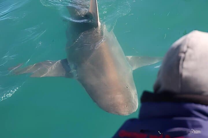 Shark Cage Diving with Return Transport from Cape Town