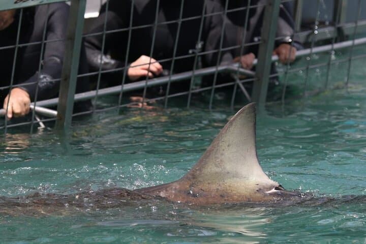 Shark Cage Diving with Return Transport from Cape Town