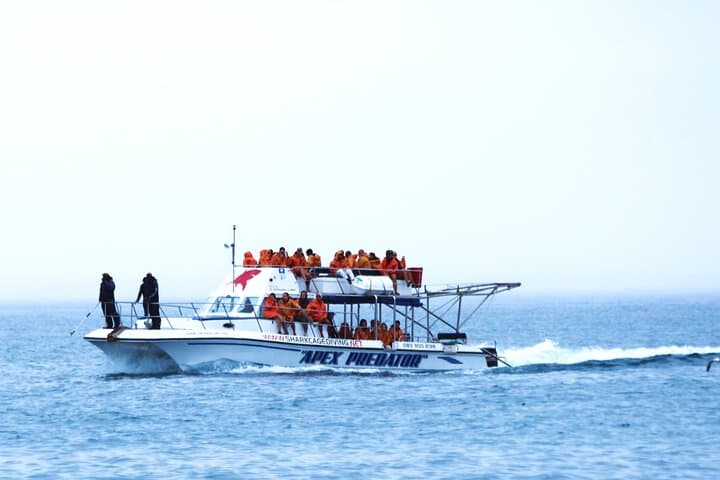 Shark Cage Diving with Return Transport from Cape Town