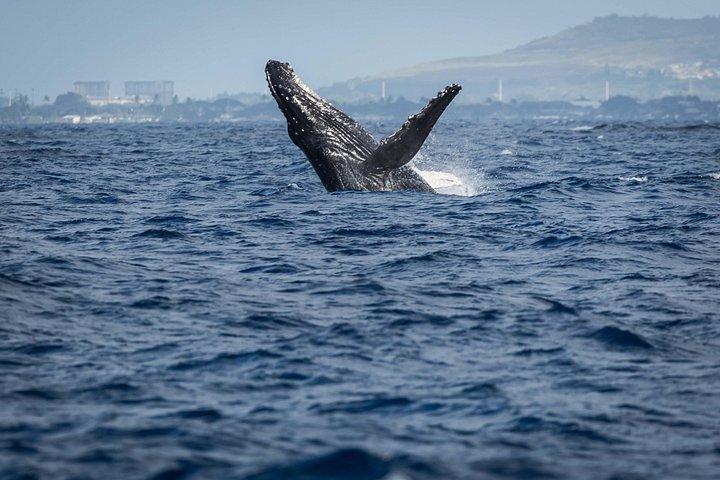 Moana’s Waikīkī Whale Watching Exploration