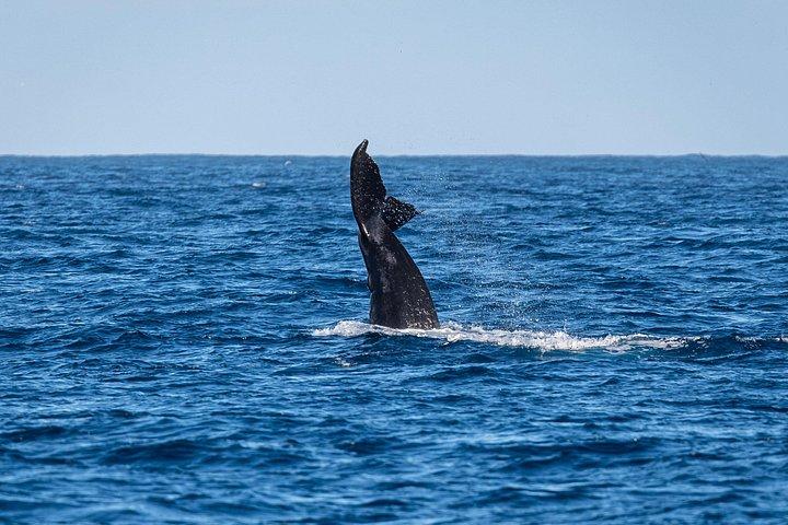 Moana’s Waikīkī Whale Watching Exploration