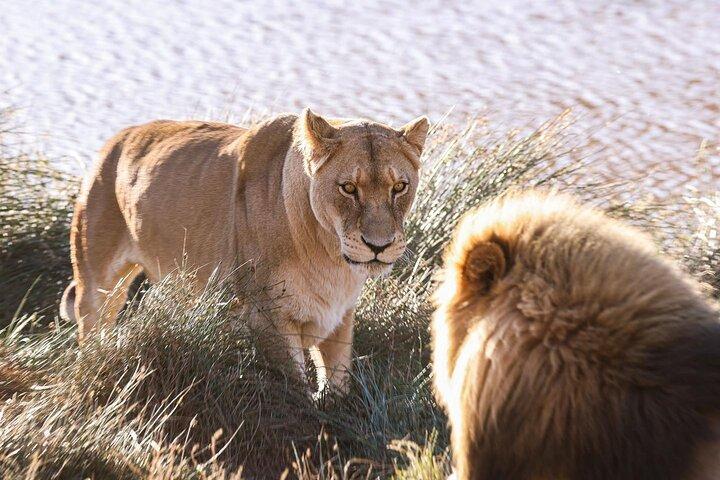Cape Town Big 5 Safari Game Drive Full Day Tour with Lunch