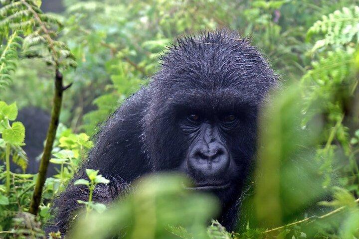 Safari di 3 giorni in gorilla trekking in Uganda
