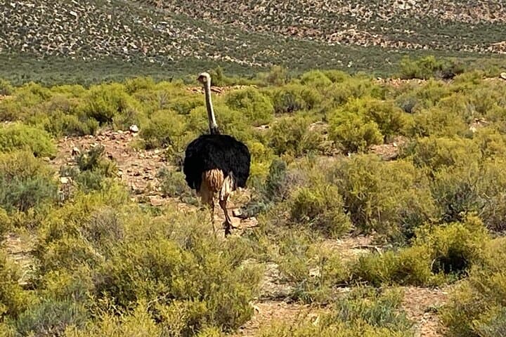 Cape Town Full Day Big 5 Game Reserve Safari with Lunch