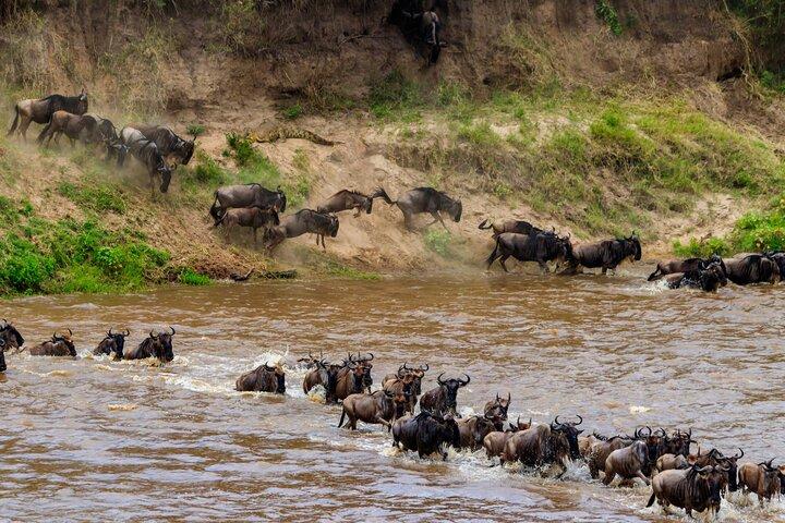 Safari de groupe de 5 jours