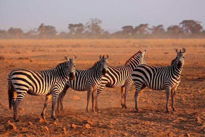 Safari de groupe de 5 jours