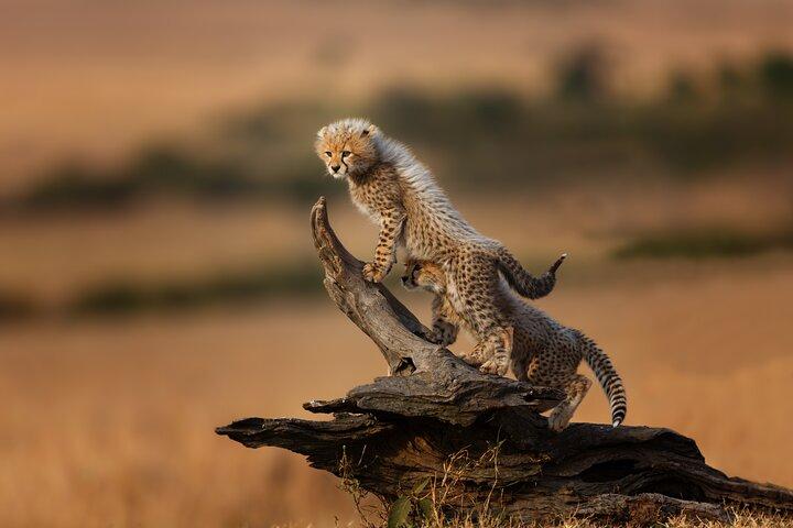 Safari de groupe de 5 jours