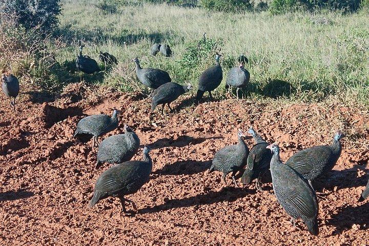 ポートエリザベス・アド・エレファント国立公園オールインクルーシブサファリ