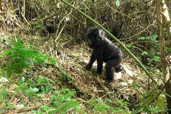 3 Dage Gorilla Trekking Safari i Uganda