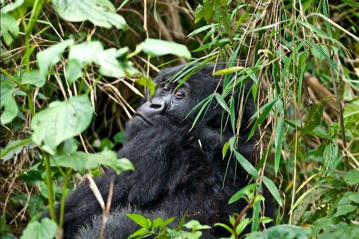 3 Dage Gorilla Trekking Safari i Uganda