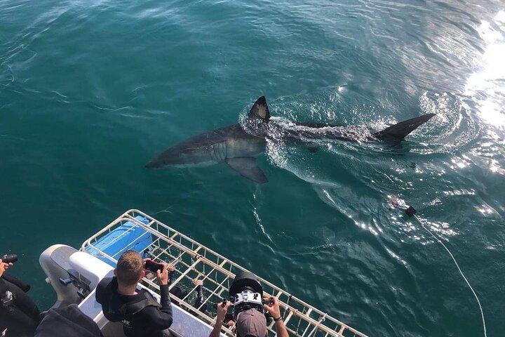 Fra Cape Town Shark Cage Dykning og udsigter i Gansbaai