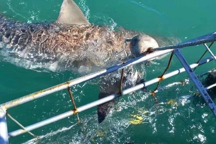 Fra Cape Town Shark Cage Dykning og udsigter i Gansbaai