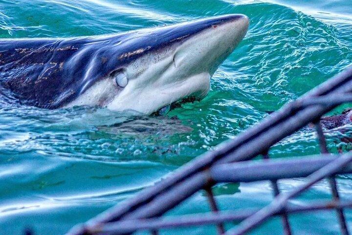 Fra Cape Town Shark Cage Dykning og udsigter i Gansbaai