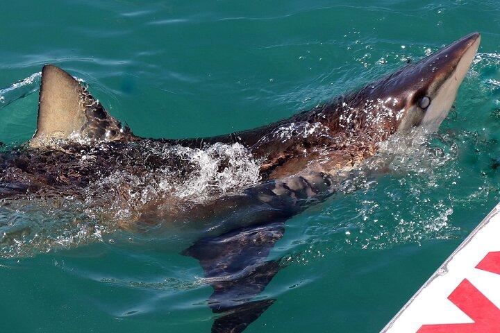 Fra Cape Town Shark Cage Dykning og udsigter i Gansbaai