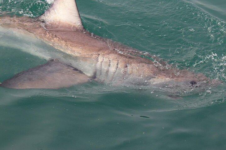 Fra Cape Town Shark Cage Dykning og udsigter i Gansbaai