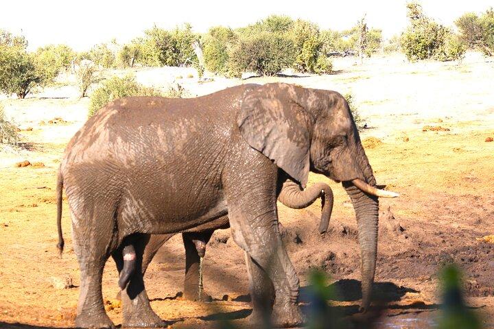 Hoteller i nærheden af Day Hwange, Vic-Falls, Chobe, Elephant Sands & Okavango Delta