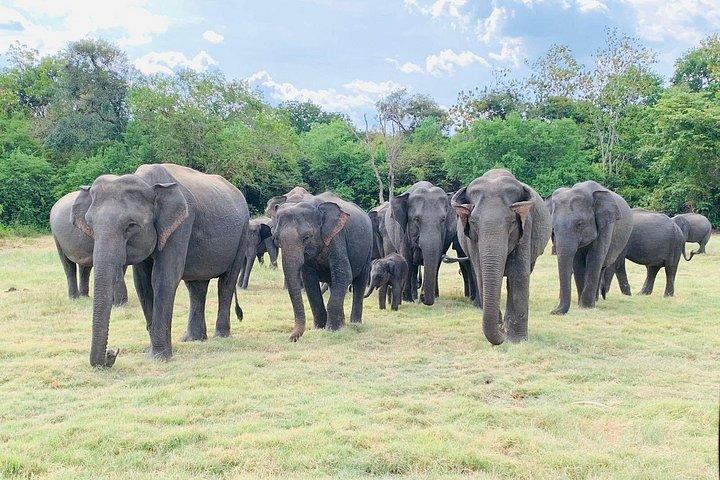 ハバラナ発ミネリヤ半日サファリ