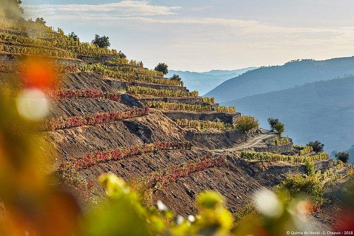 Douro Valley Private — ランドローバー・アクセス、エステート＆ワイン