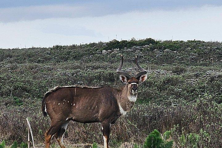 2 night 3 Days Bale Mountains Scenic Driving Tour