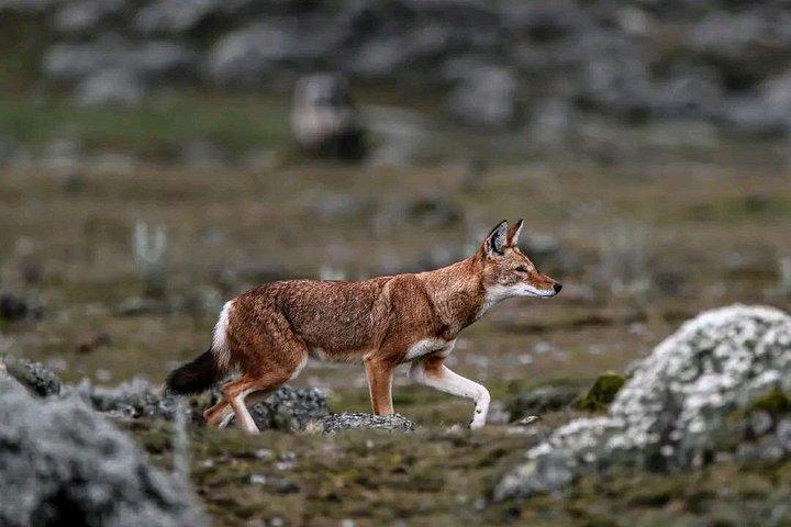 2 night 3 Days Bale Mountains Scenic Driving Tour