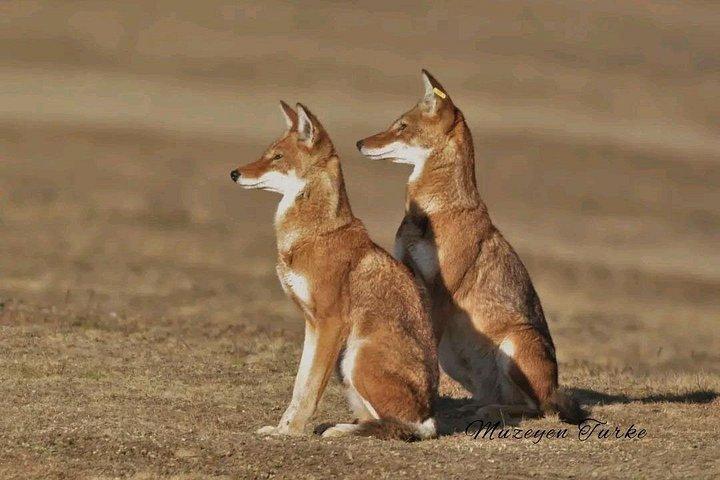 2 night 3 Days Bale Mountains Scenic Driving Tour