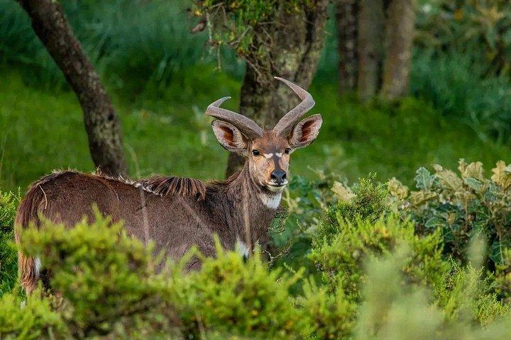 2 night 3 Days Bale Mountains Scenic Driving Tour